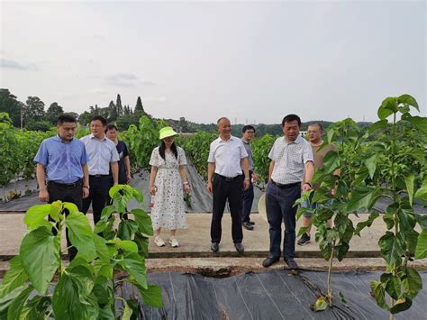 四川省农业科学院刘永红副院长率队到院蚕业所调研指导