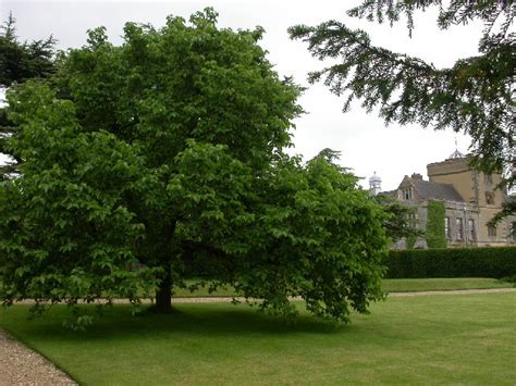 Mulberry Tree: Pictures, Images, Photos of Mulberry Trees