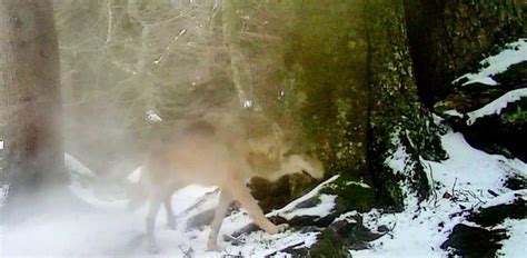 La población del lobo en Asturias creció de 40 a 43 manadas en 2023 39