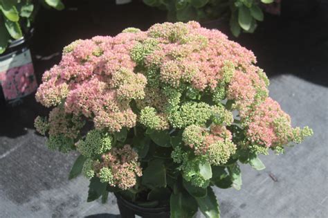 Sedum, Autumn Joy - Birchfield Nurseries