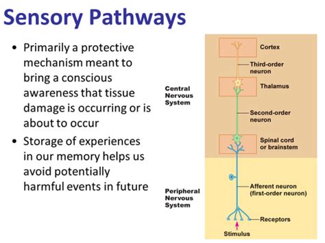 Pns I Sensation And Pain Flashcards Quizlet