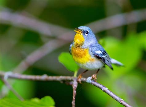 26 Small Birds In Florida