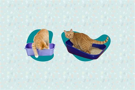 The 7 Best Cat Litters Of 2023