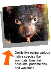 Tasmanian Devil Facts for Kids | Department of Natural Resources and
