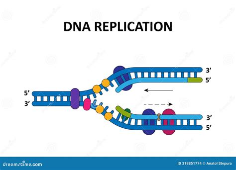 Dna Replication Process Stock Vector Illustration Of Template 318851774