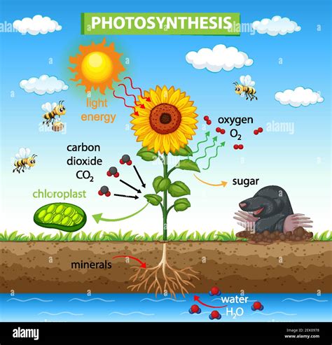 Diagram Showing Process Of Photosynthesis In Plant Illustration Stock Vector Image And Art Alamy