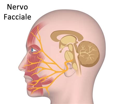 Nervo Facciale Cos è Anatomia e Funzioni