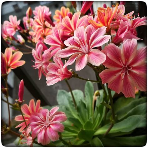 Cara Lewisia è un piacere averti sul mio balcone Romantic Sunset