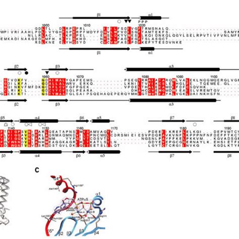 Conformational States And Comparison Of AC Enzymes A Structure Based