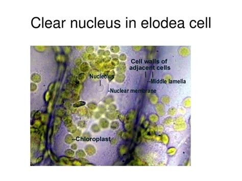 How Many Chloroplasts Do You Find in an Elodea Lab Microscope?