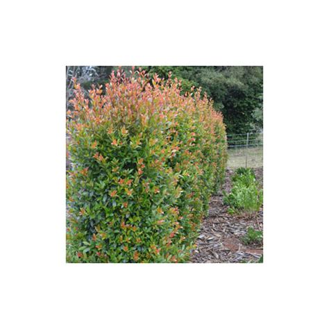 Hinterland Gold Lilly Pilly Syzygium Australe Hinterland Gold 250mm