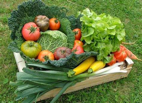 Épinglé par Noonoo Tata sur C site Jardinage potager Potager Jardin