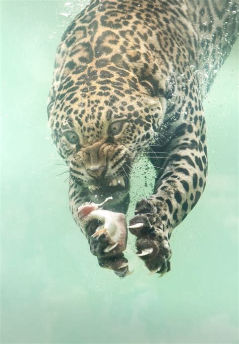 Las Impresionantes Im Genes De Un Jaguar Cazando En El Agua Eco Medios