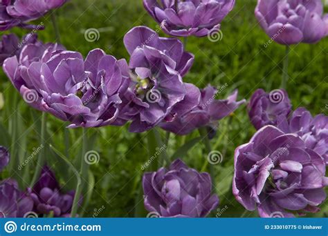 Field Of Purple Tulips In The Park Stock Image Image Of Closeup Color 233010775