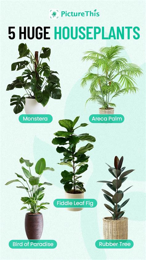 5 huge houseplants – Artofit