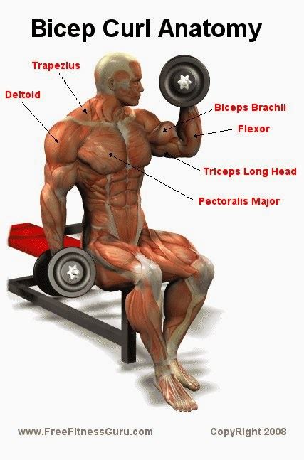 Bicep Curl Anatomy ~ Tips For Gym