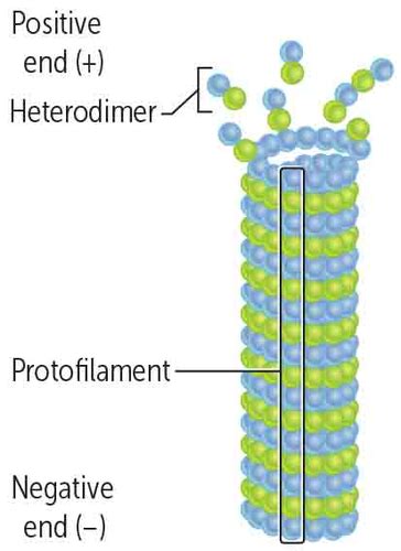 USMLERX/MICROTUBULES Flashcards | Quizlet