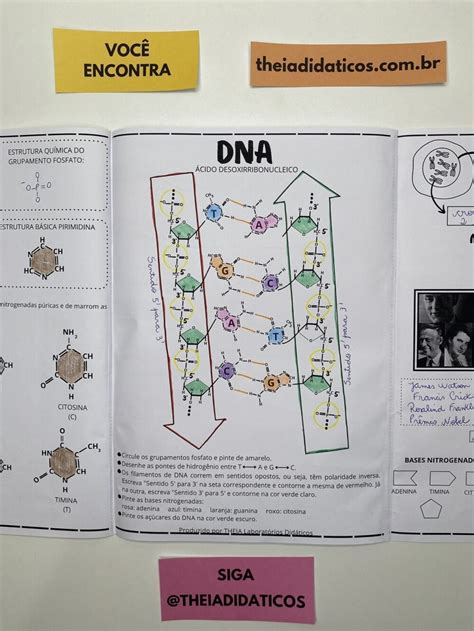 Atividades Sobre Estrutura Do Dna Theia Did Ticos