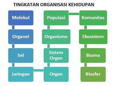 Urutan Yang Benar Dalam Struktur Organisasi Kehidupan Dari Yang