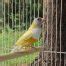 Yellow Back Lady Gouldian Finch The Gouldian Guy Gouldian Finches