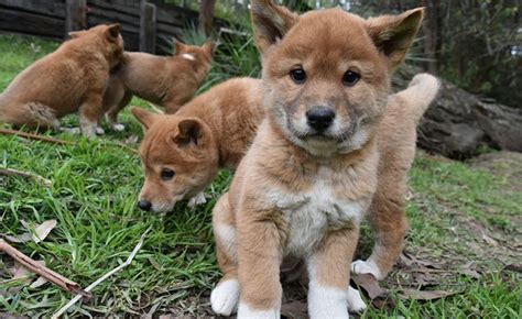 Dingo vs Australian Stumpy Tail Cattle Dog - Breed Comparison