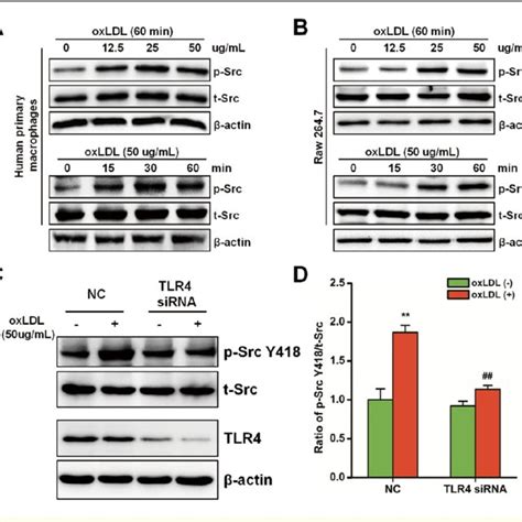 Oxidized Low Density Lipoprotein Oxldl Induces Toll Like Receptor 4