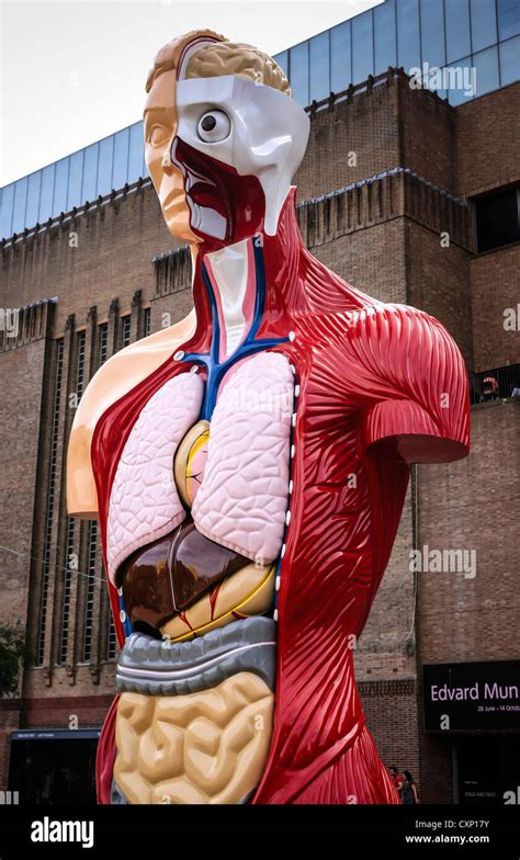 Human Body Anatomy Diagram Art Stock Photos & Human Body Anatomy ...