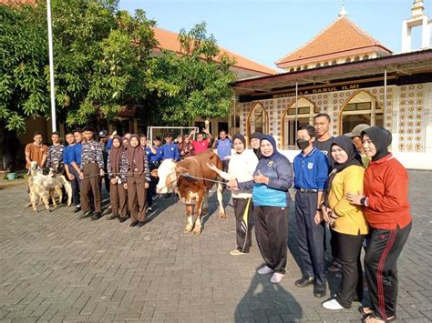 Bagikan Daging Qurban Yayasan Hang Tuah Sembelih 19 Ekor Sapi Dan 43