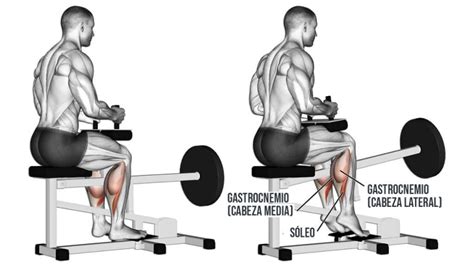 Elevaci N De Talones Sentado C Mo Hacerlo Correctamente Ejercicios