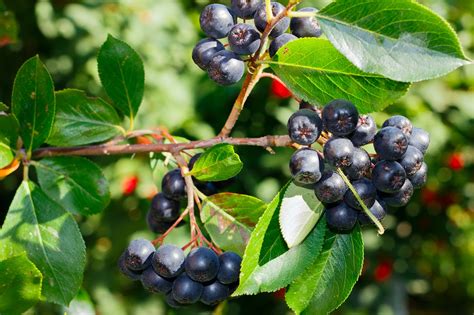 Aronia Melanocarpa Wychwood Tasmania