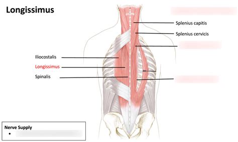 muscle longissimus wikipedia longissimus dorsi lswe