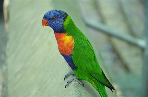 Rainbow Bird Photograph by Kathy Lewis - Pixels