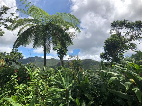 El Yunque National Park