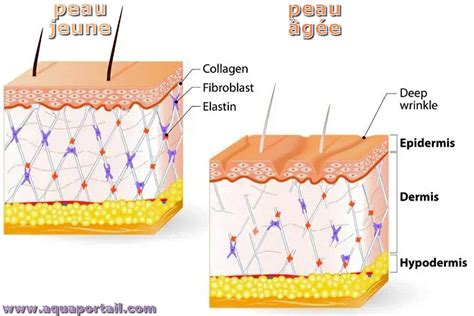 Os dermique définition et explications