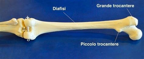 Frattura Dell Anca Rischi Cura E Intervento Chirurgico