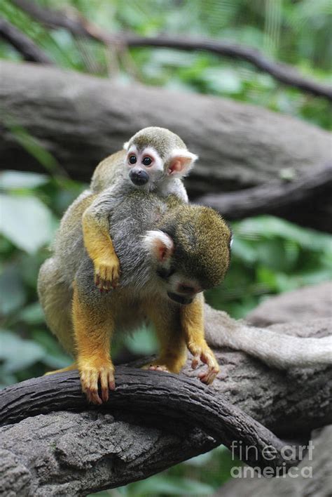 Common Squirrel Monkey Baby with It's Mom Photograph by DejaVu Designs ...