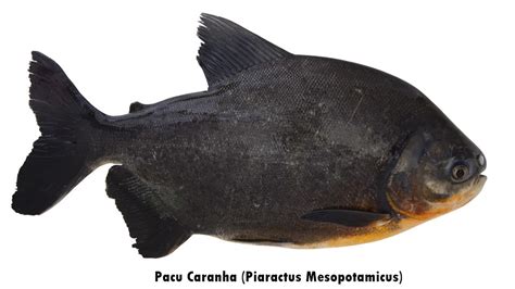 Tipos De Pacu Alimenta O Habitat Tipos De Iscas E Informa Es