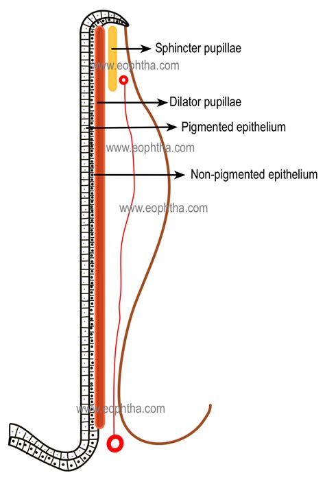 Anatomy Of Uvea