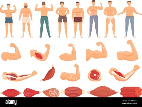 Los Iconos Musculares Establecen Vector De Dibujos Animados Tejido De