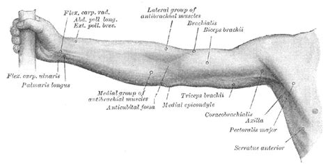 Anatomy Shoulder And Upper Limb Cubital Fossa Statpearls Ncbi