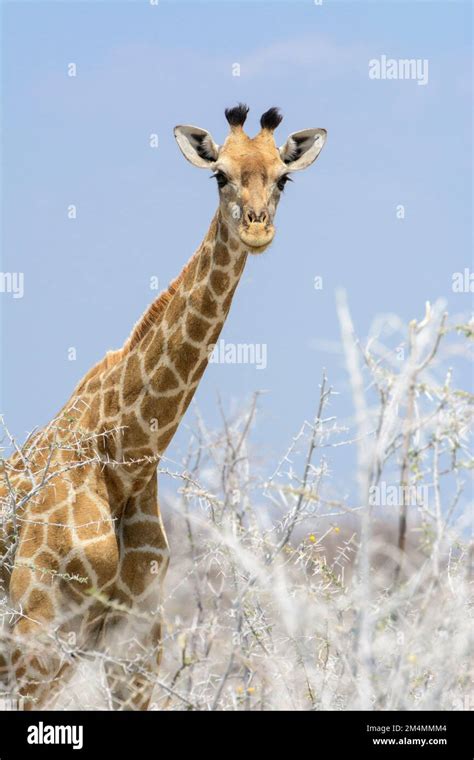 Giraffa Giraffa Angolensis Hi Res Stock Photography And Images Alamy