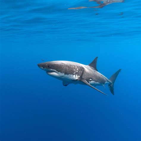 White shark genome sequenced - Save Our Seas Foundation