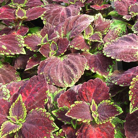 Solenostemon ‘solar Sunrise Solar Sunrise Coleus Servescape