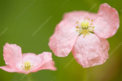 Flanders Poppies Papaver Rhoeas Stock Image B830 2942 Science