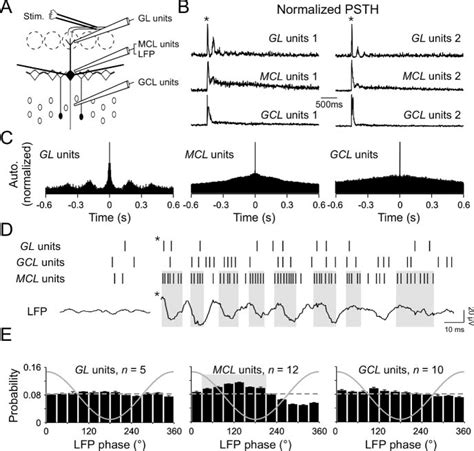 LFP oscillations reflect mitral/tufted cells synchronization. A ...