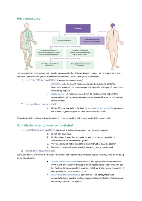 Organisatie Van Het Zenuwstelsel H2 Samenvatting Het Zenuwstelsel