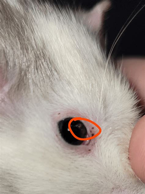 Help Spot On Rats Eye Rrats