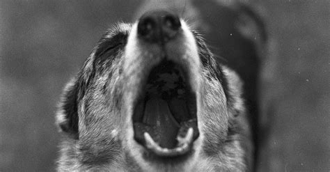 Angry Barking Dog · Free Stock Photo