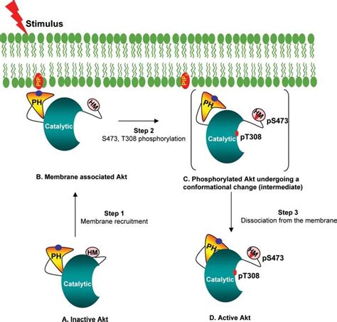 A Model Of Akt Activation A Inactive Akt Molecule Remains In The