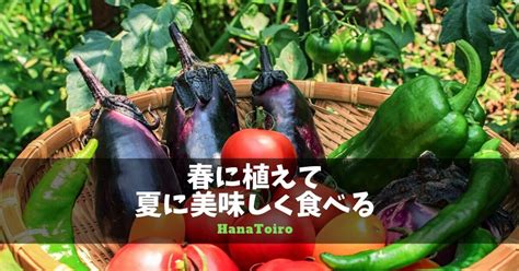 春に植えて夏に美味しく食べる【初心者okな野菜おすすめ7選】 Hanatoiro